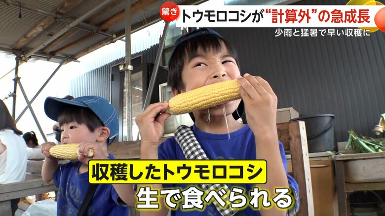 収穫したトウモロコシを生で食べる子供