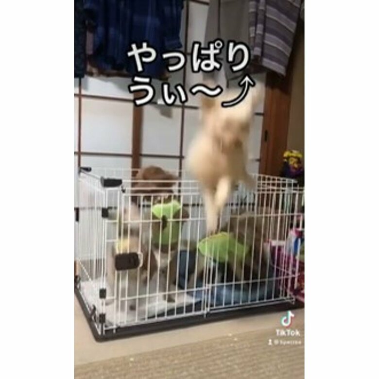 クレアちゃんだけ飛んでいる…（提供：tipacrea02140113さん）