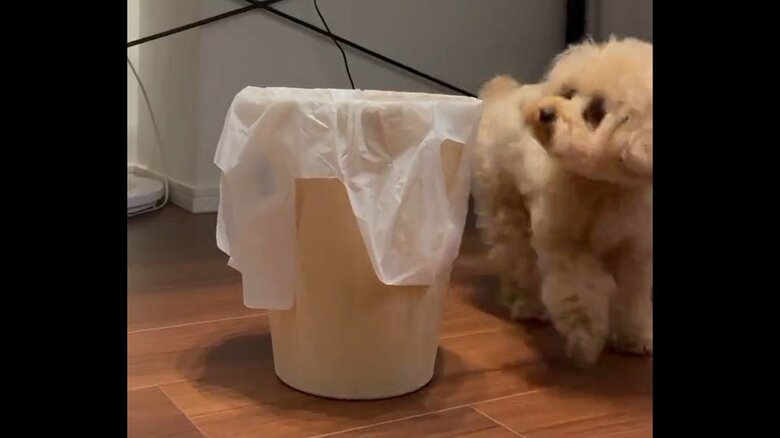ごみ箱が気になるモカちゃんだが、視線が届かない。すると…