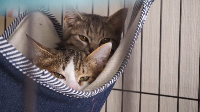 最初はやや警戒していたが…