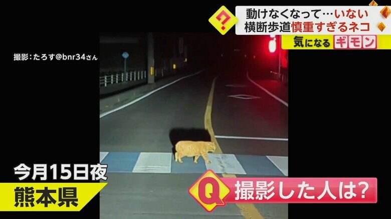横断歩道を渡るネコを車から撮影した映像