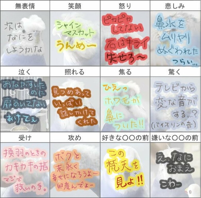 文字入りのインコの表情一覧表