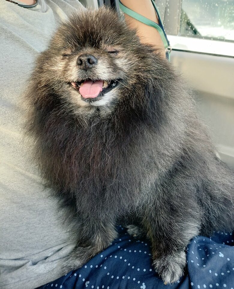 膝の上で満足気