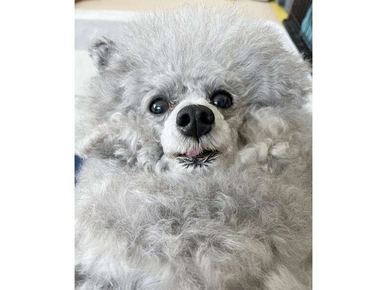 提供：とらめさん