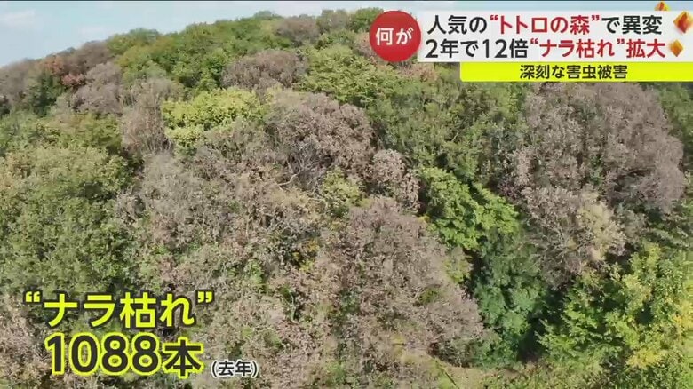 茶色い木が散見される“トトロの森”