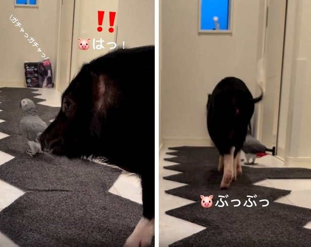 別の日のお出迎えの様子。やっぱりしっぽをブンブン振ってウキウキな様子のトリュフちゃん