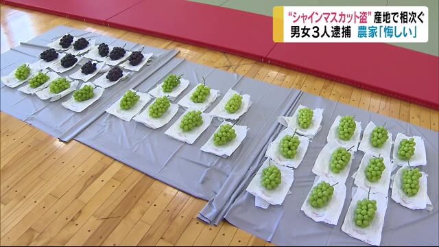 “シャインマスカット盗難”長野で相次ぐ 窃盗容疑などで男女3人逮捕 転売目的? 警察や農家が警戒強化