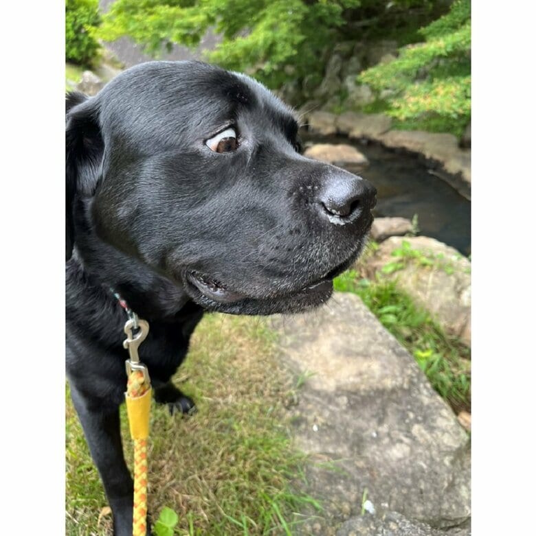 初めて小川を見たというサンタくん