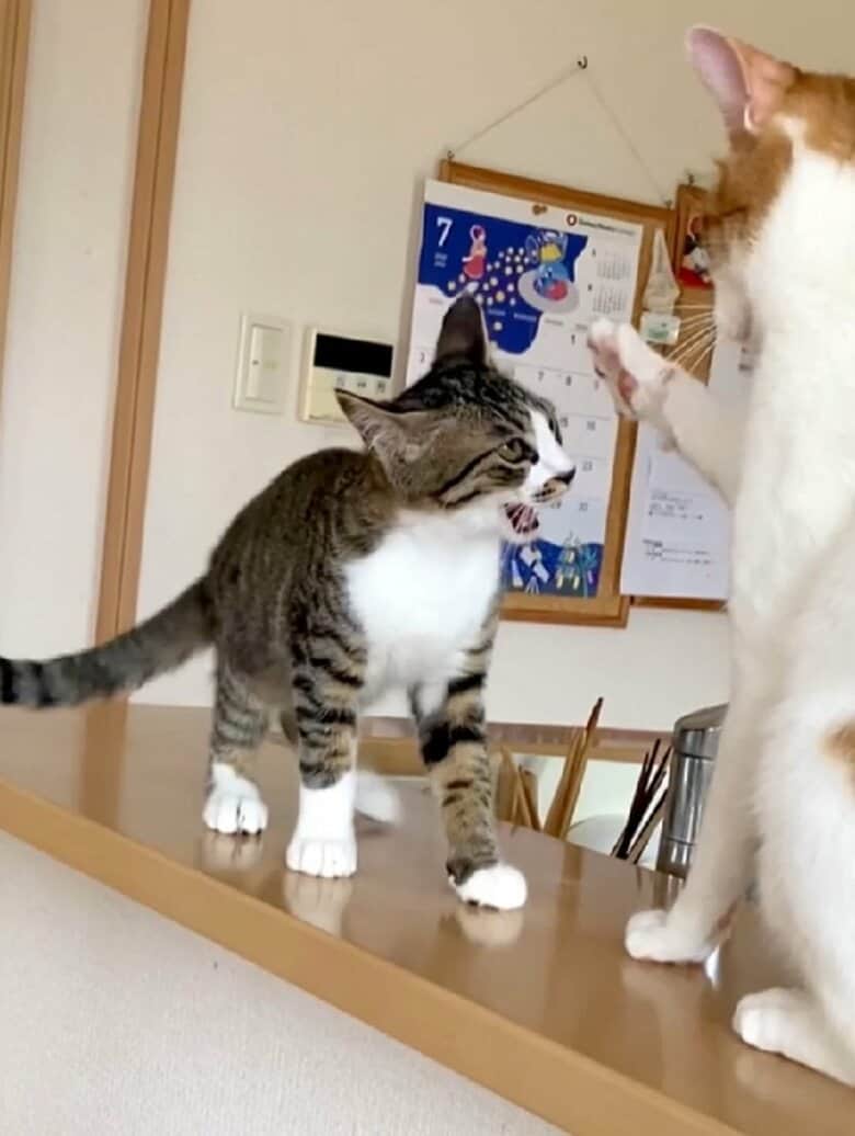 左：向かってくる大三くん　右：構えるわさびくん