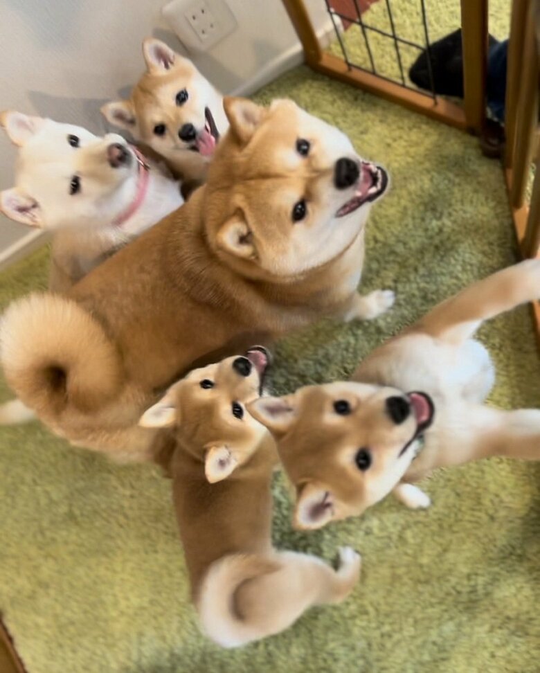 豆千代くんとモチ代ちゃんは夫婦