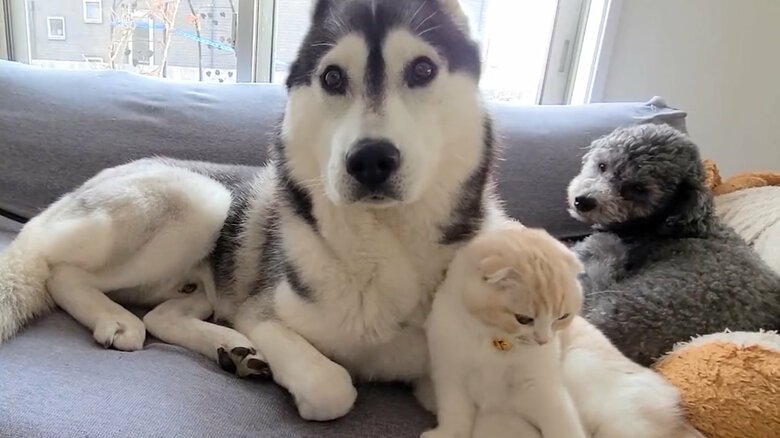 提供：犬と猫の親バカ日記さん