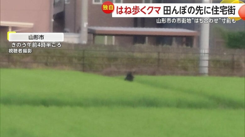 田んぼをはね歩くクマが自転車の男性とニアミスの瞬間④