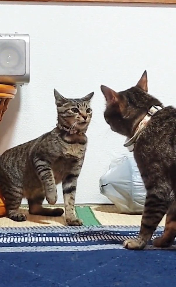 もなちゃん（右）にうっかりビンタを当ててしまい怒られる小雪ちゃん（提供：アメチカンのもなさん）