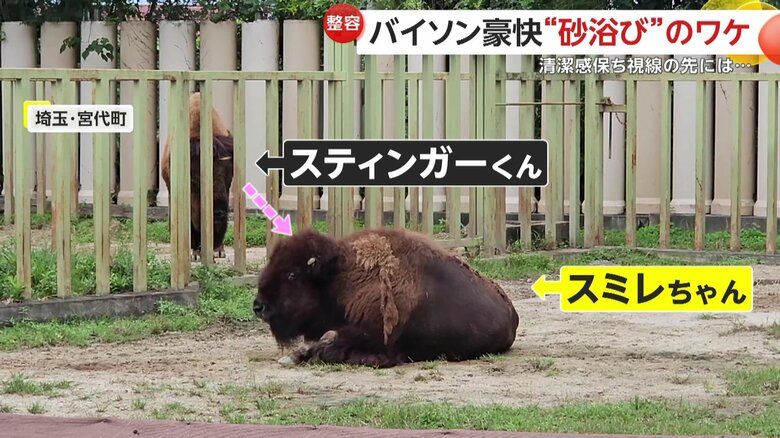 スミレちゃんに熱いまなざしを送っていたスティンガーくん