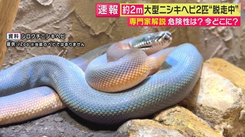シロクチニシキヘビ（関西テレビ「旬感LIVE とれたてっ！」より）