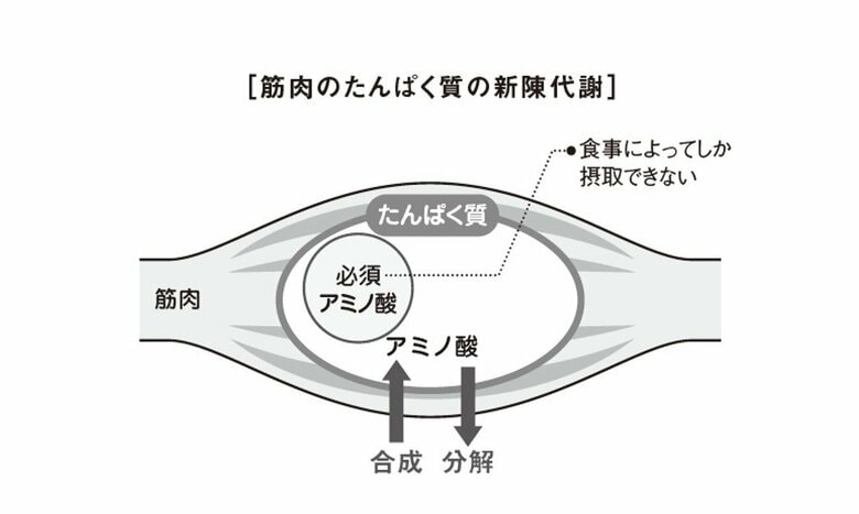 筋肉のたんぱく質の新陳代謝（『疲労回復の習慣』から抜粋）