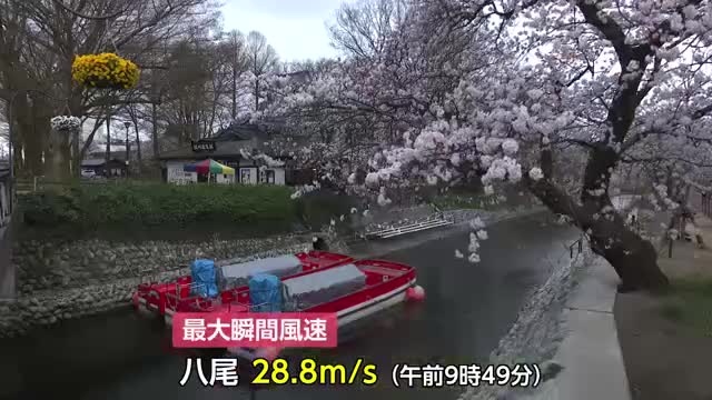 富山県内全域に強風注意報 八尾で最大瞬間風速28.8m/s 高岡古城公園でソメイヨシノ開花週末満開へ
