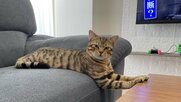 「机に乗っちゃダメ!」ギリギリを攻める猫の表情が絶妙…前足だけならセーフなのか飼い主に聞いた