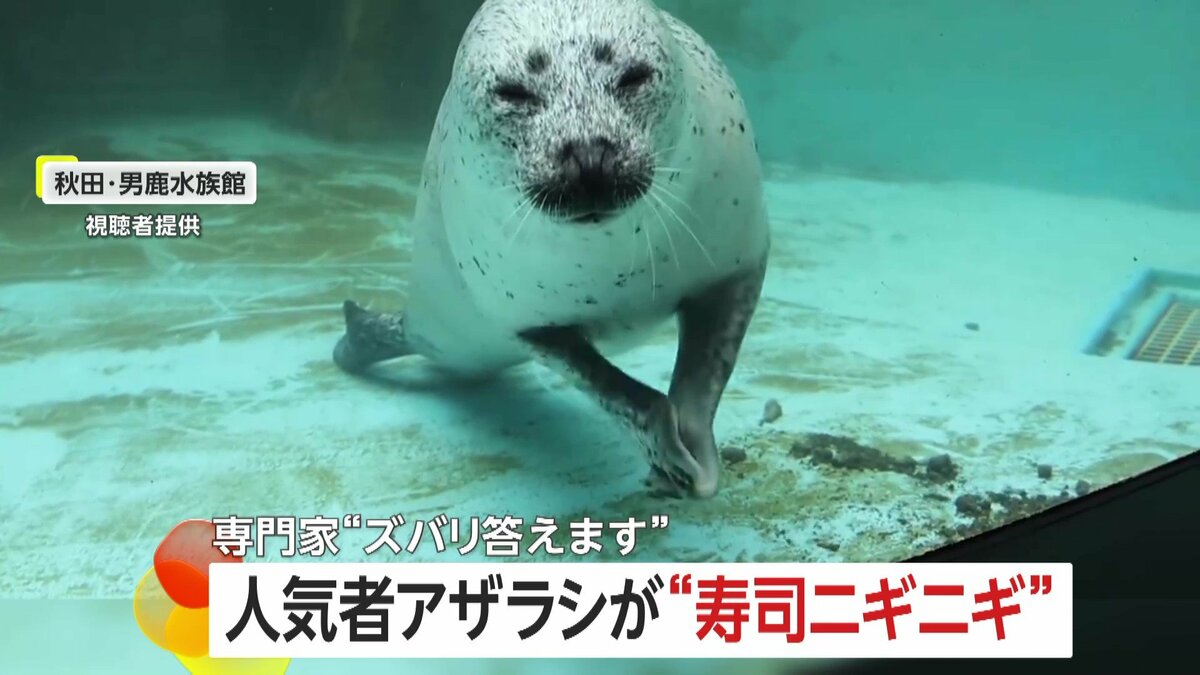 人気アザラシが“寿司をニギニギ”？大将顔負けの握りさばきがSNSで6万