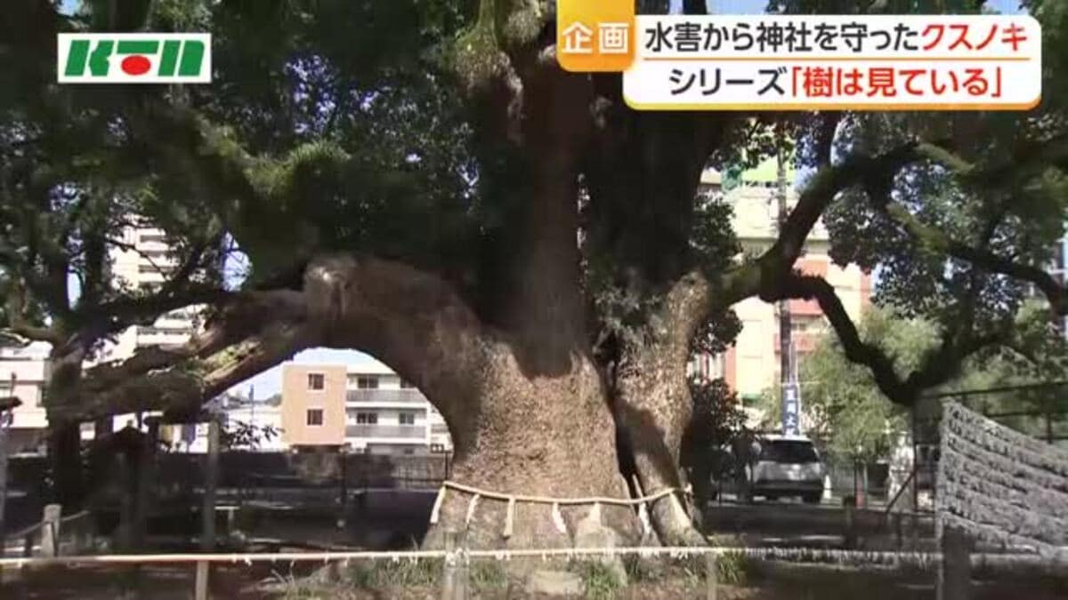 大水害から神社を守り…長崎・諫早神社のクスノキ群｜FNNプライムオンライン