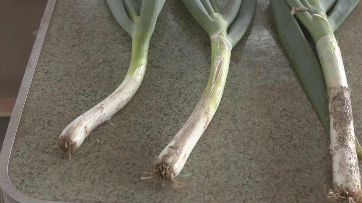 大雨に猛暑が追い打ち 能代特産“白神ねぎ”生育状況に不安…「曲がり