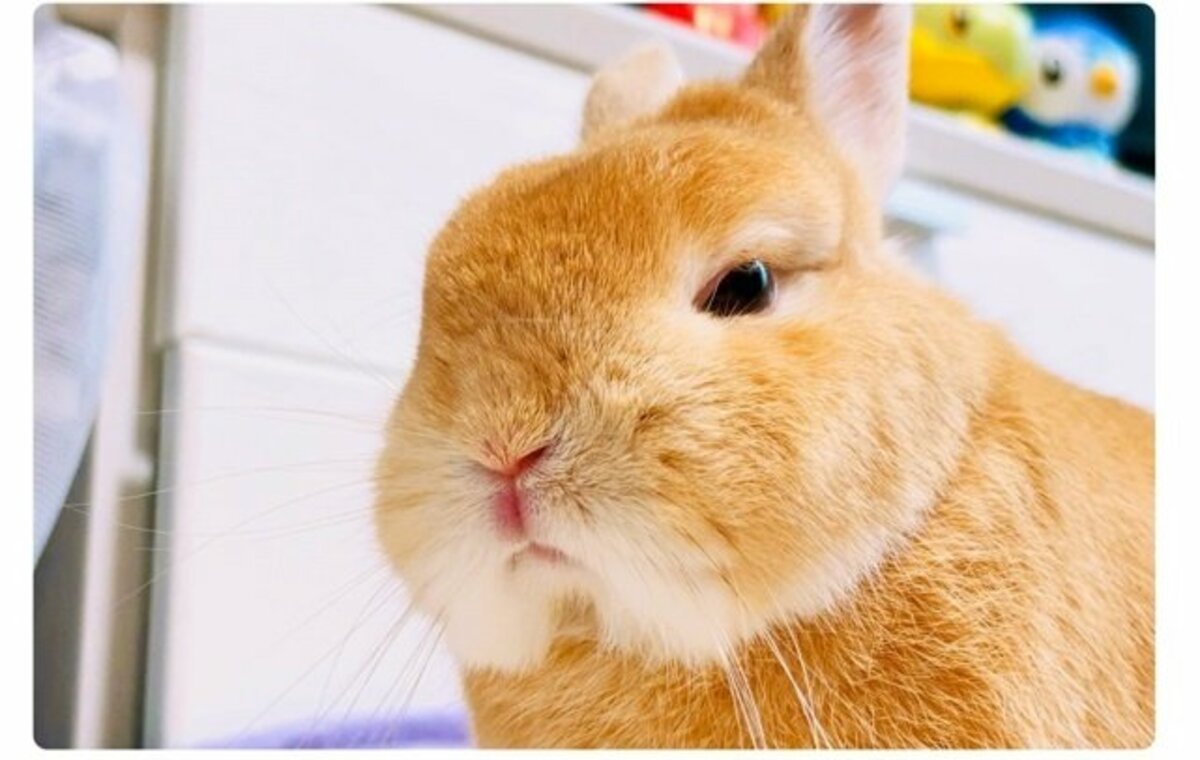 うさぎ様( ᐢ. ̫ .ᐢ )確認画面 うさぎ様( ᐢ. ̫ .ᐢ )確認画面 うさぎ