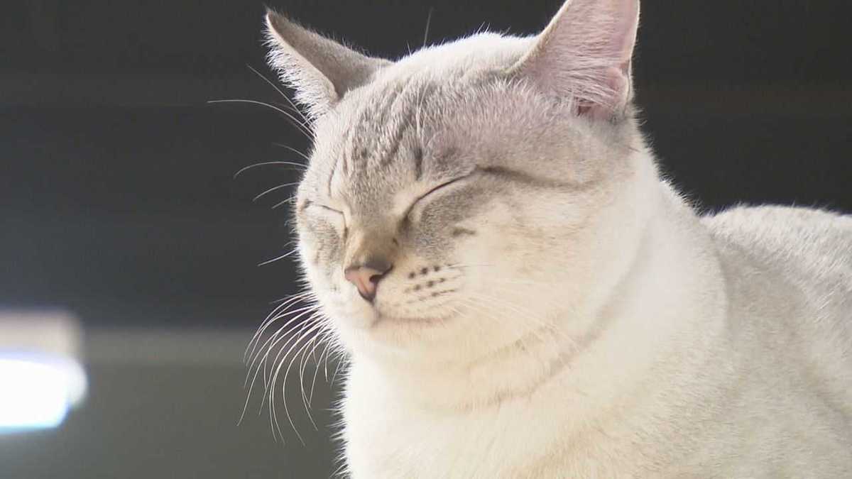 u201c保護猫u201dたちの新たな居場所にu2026温泉旅館が「猫宿」をオープン 宿泊 