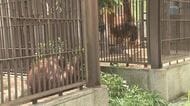 とべ動物園「ジェニファー」＆「ハヤト」そろって初のお披露目　気になって…急接近の日は近い？【愛媛】