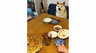 「君のはないよ…」夕飯時に当たり前のように席につく柴犬に爆笑! この後どうなったのか飼い主に聞いた