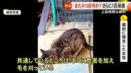 続報・山都町でネコ虐待か　けがをしたネコを新たに保護【熊本】