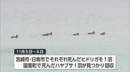 宮崎市・日南市・国富町で回収された野鳥3羽から高病原性鳥インフルエンザ検出　