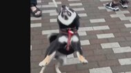再生数25万回超の“嬉しすぎる豆柴動画”　ほぼ毎日会う近所の人に駆け寄り…飼い主も少し嫉妬？