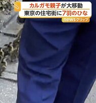 7羽のひなを引き連れ…迷い込んだカルガモ親子が大移動　「自力でたどり着いてほしい」警察官が誘導も側溝にひな1羽転落　東京・杉並区