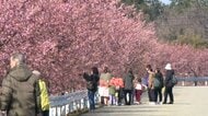 河津桜も桜スイーツも“満開”　ソメイヨシノ開花は3月中旬以降　都心は13日再び“冬の寒さ”週末は春の陽気へ
