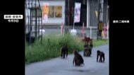 登校中の男子中学生がサルに襲われる　群れからはぐれた“離れザル”か　付近で頻繁に目撃　攻撃性高い傾向　島根・松江市