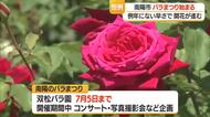 “香りのバラ園”として親しまれる双松バラ園で340種類・約6000本のバラ咲き誇る　山形・南陽市