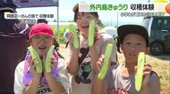 ギザギザで顔がおもしろいキュウリ　弘法大師・空海が食べた鶴岡の在来野菜「外内島きゅうり」を小学3年生が収穫体験【山形発】