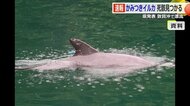 負傷者53人を出した「かみつきイルカ」死骸で発見　敦賀半島沖で漂流しているのを漁師が見つける　発信機から特定　