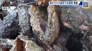 瀬戸内海のカキ大量死問題　政府が養殖業者に融資や減収分の補填など支援策発表　県も追加の補正予算案