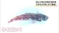 競うのは魚の珍しさ「珍魚釣り選手権」　最も珍しかったのは40代男性が釣った「ウイゴンベ」水族館で展示へ　和歌山・串本町
