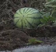 御堂筋で育った「ど根性スイカ」　3年前の奇跡“ど根性大根”が何者かに引き抜かれてしまった教訓生かし…安全な場所に引っ越し