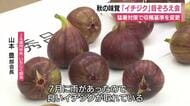 「7月の雨で質は良い」　秋の味覚「イチジク」目ぞろえ会　猛暑対策で収穫基準を変更