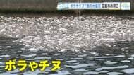 「かなりの量の魚でしたね」　広島市の河口付近で、魚の大量死…　ボラやチヌか…！？
