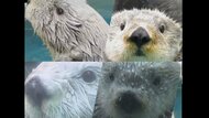 ピーク時122頭が国内わずか4頭に…水族館のラッコが“絶滅の危機” 輸入も繁殖もできず模索続く