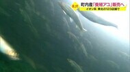 最上町産養殖アユ 東北のスーパー123店舗で販売へ 山形県