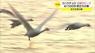 旅立ちの春…中海で越冬のコハクチョウ 北帰行のピーク(鳥取・米子市)