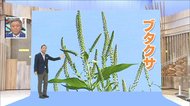 残暑が影響?長引く“秋花粉”いつまで注意が必要?