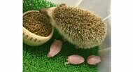 生まれた時から“針”がある!? 赤ちゃんハリネズミの姿が話題…お母さんは痛くないのか専門家に聞いた