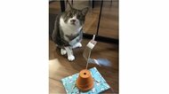 「せめて見て!」小4息子力作の猫用おもちゃを前に“困惑顔”…どこを見ている?飼い主に聞いた