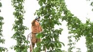 ホップで地域を元気に...ビールの里プロジェクト 岩手・遠野市